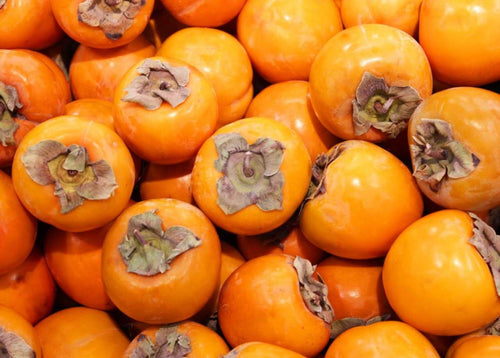 Indian-Persimmon