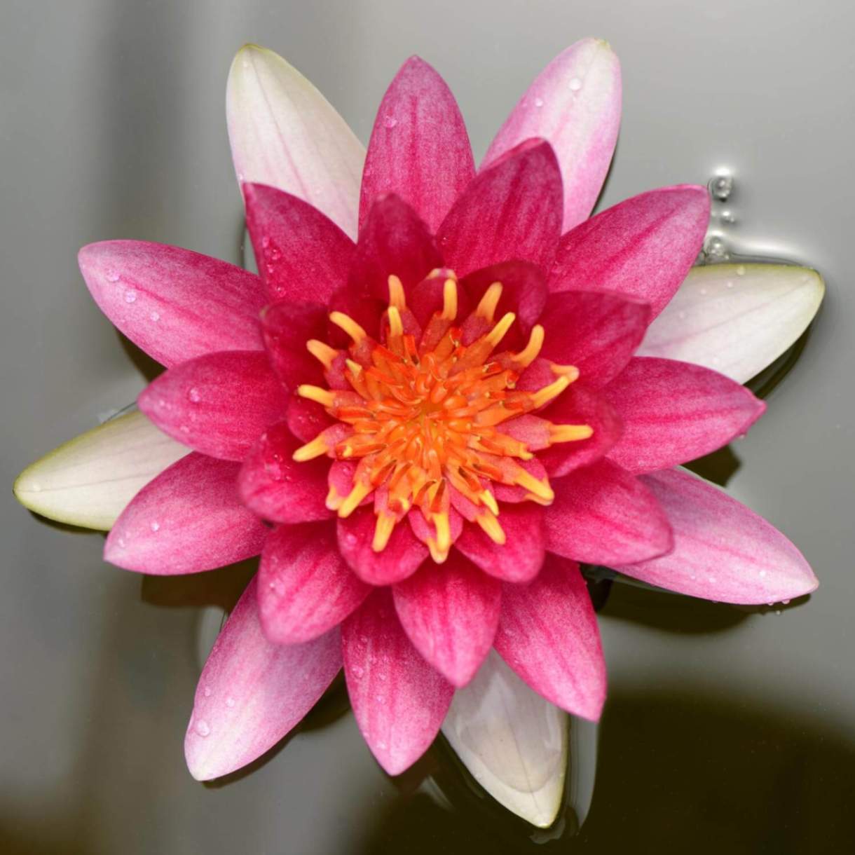 jpeg-optimizer_Lotus (2).jpg__PID:d1ef8204-0c8e-4ca6-897f-c6b75290a4b1