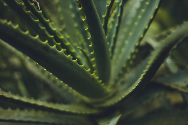 Benefits of aloe vera for skin