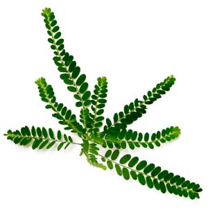 Phyllanthus niruri