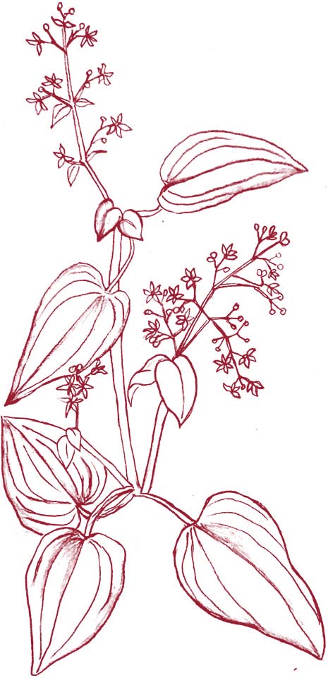 illustration of Manjishtha or Rubia Cordifolia plant