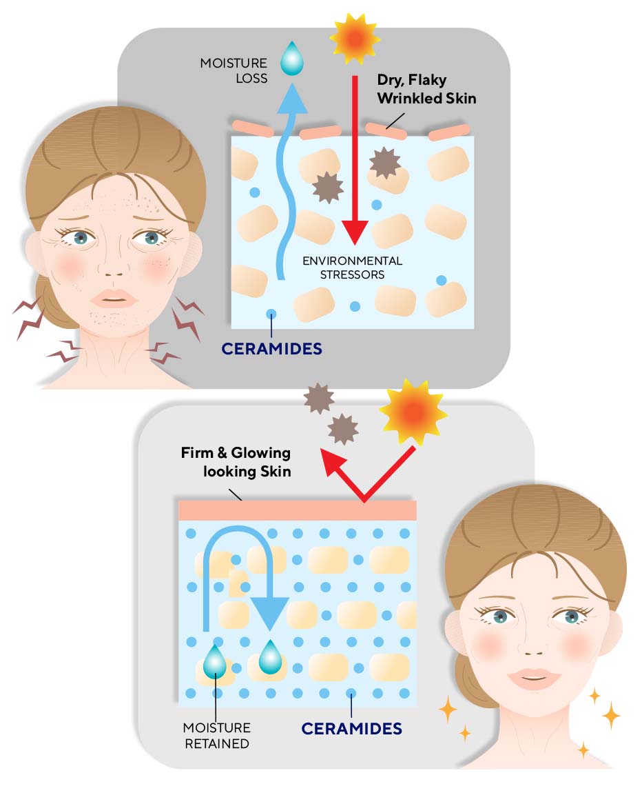 an infographic image showing skin’s ceramide levels.