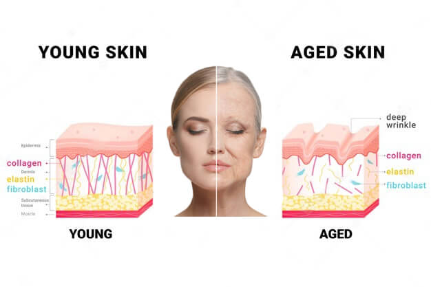 Young skin vs Aged skin