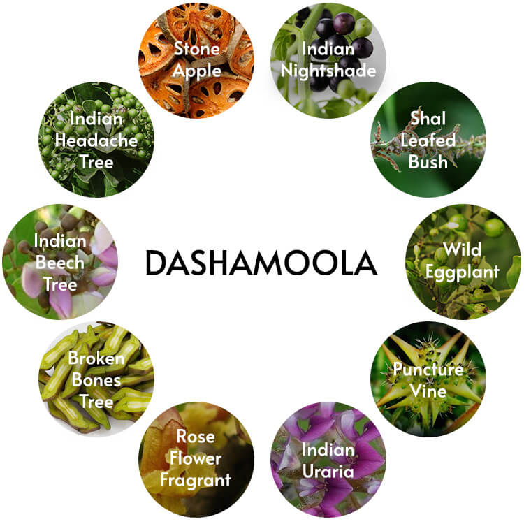 Dashamoola