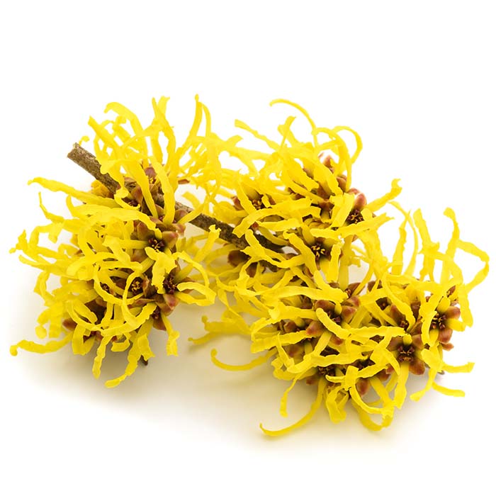 Witch Hazel extract