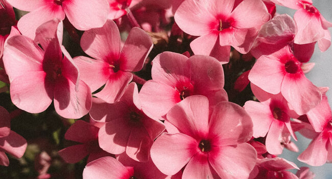 Geranium Flowers 