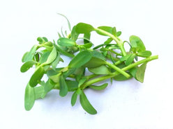 Bacopa Monnieri