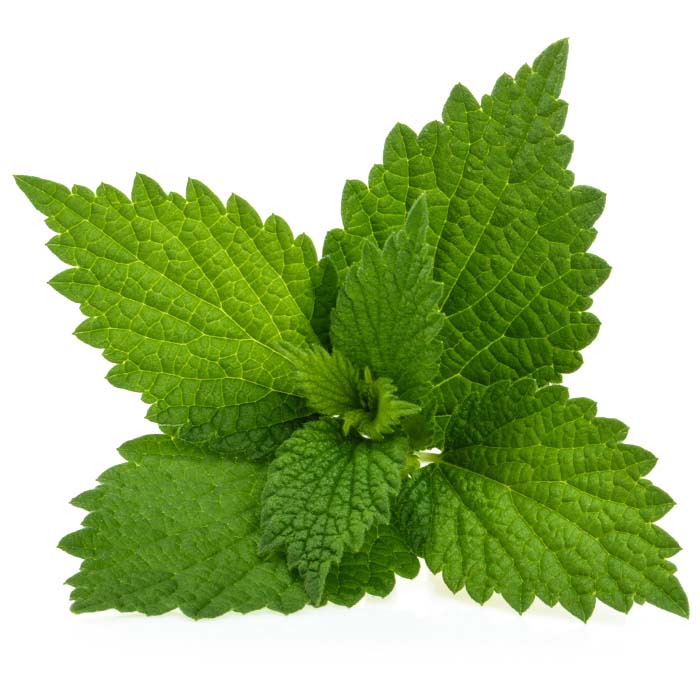 EXTRACT OF THE NETTLE LEAF