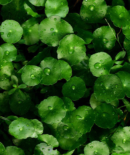 GOTU KOLA OR CICA