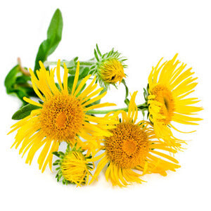 Indian Elecampane Ingredient image