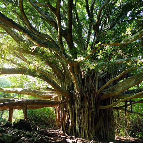 Indian Banyan