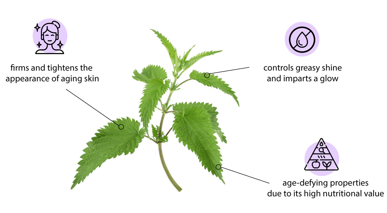 Benefits of Nettle Leaf