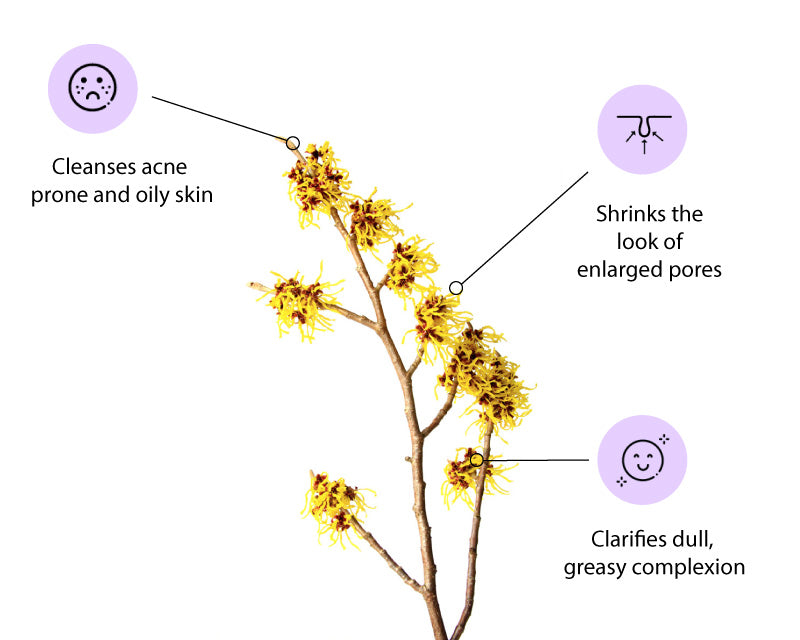 Benefits of Witch Hazel Extract