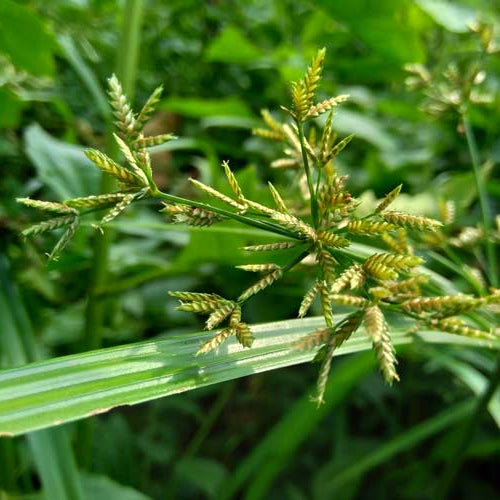 image of nutgrass
