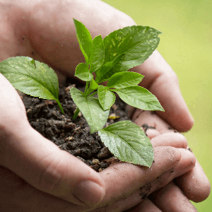 Hands holding a sapling with soil