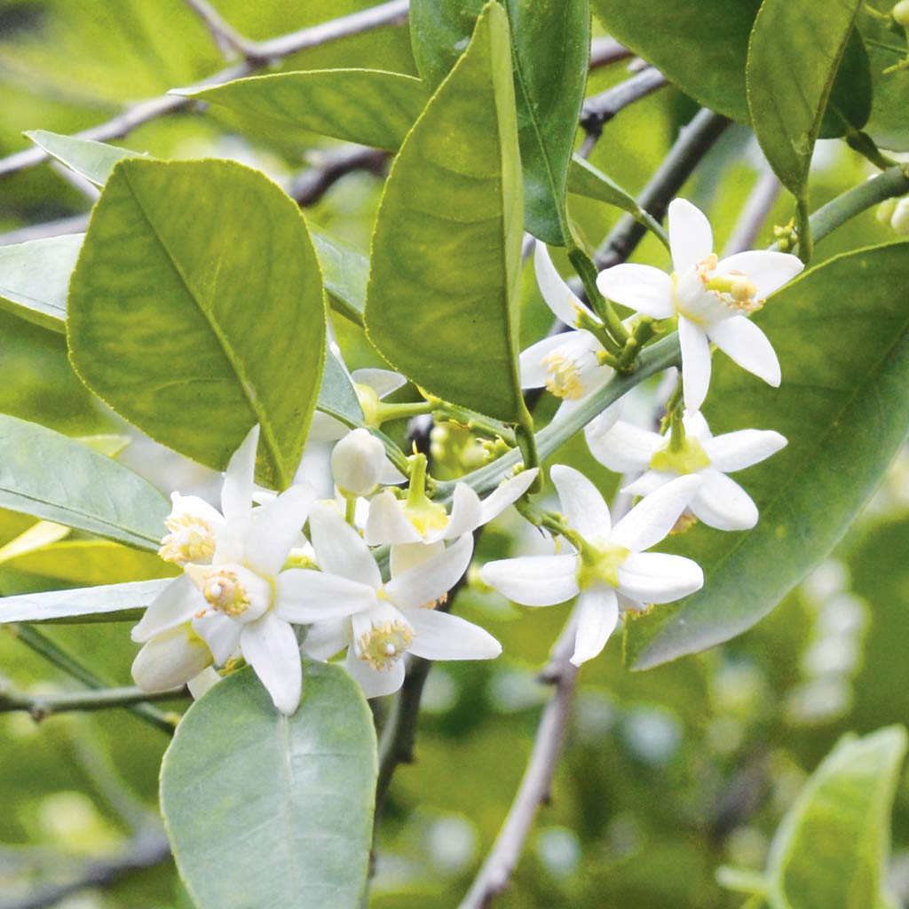 Neroli