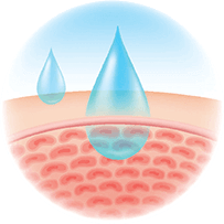 Graphic for the skin epidermis