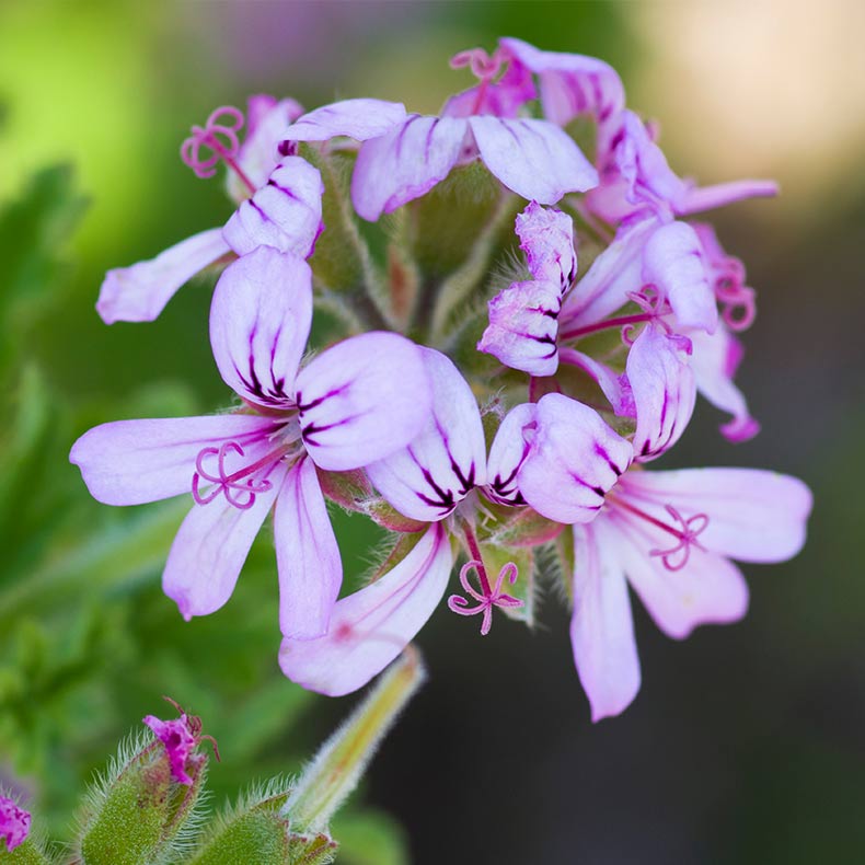 Pelargonium Graveolens