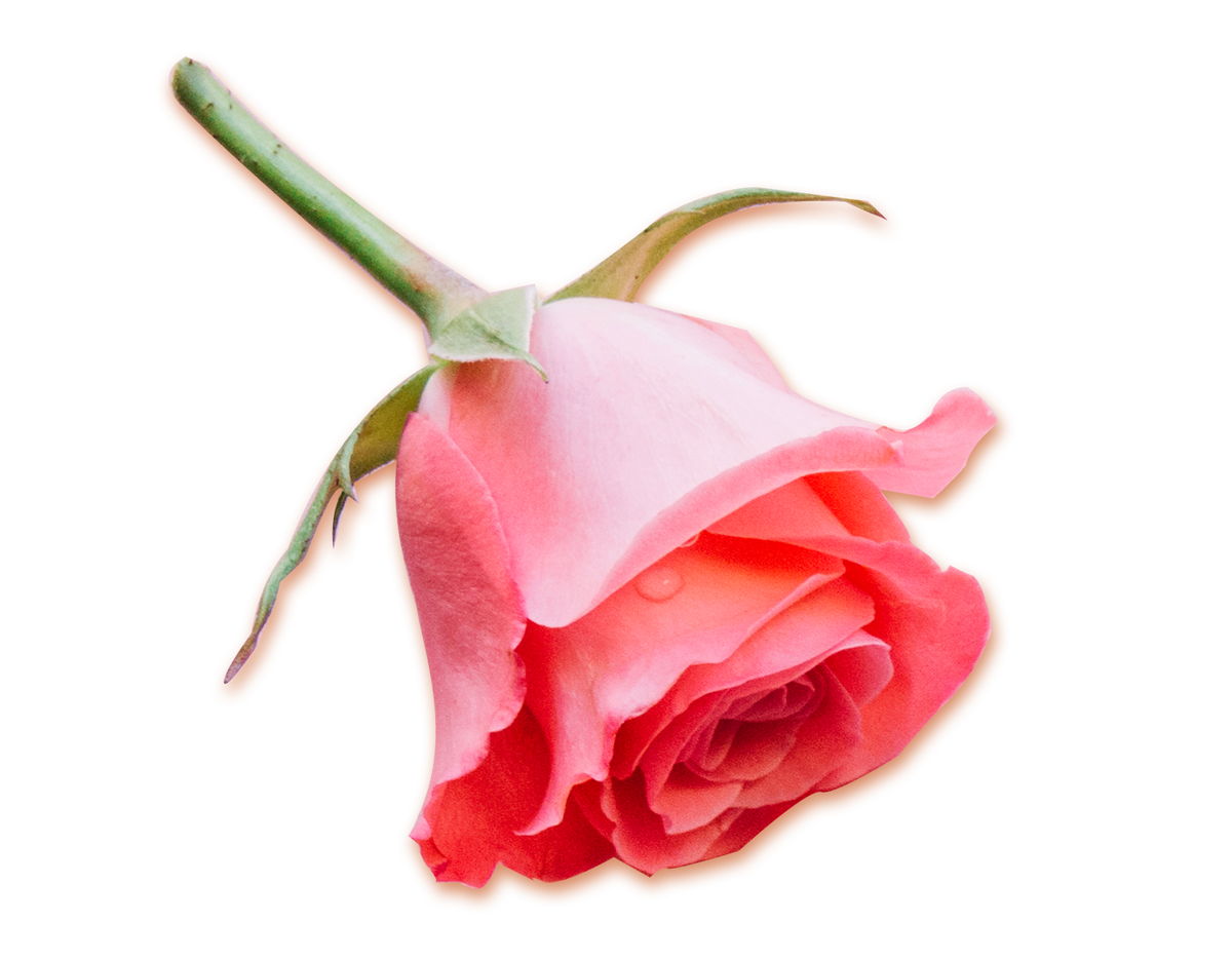 This is a picture of a rose.