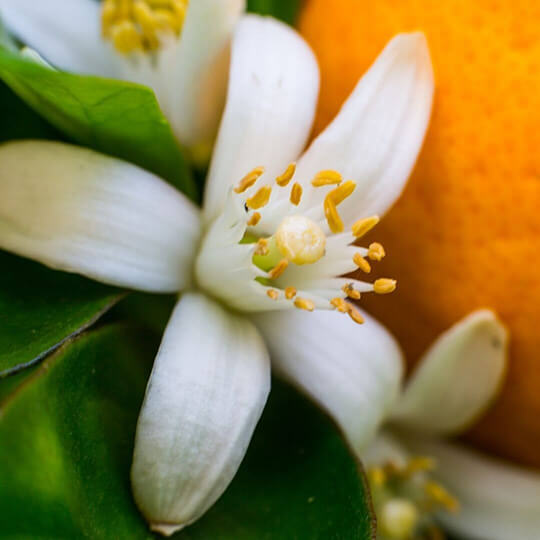 Neroli Flower