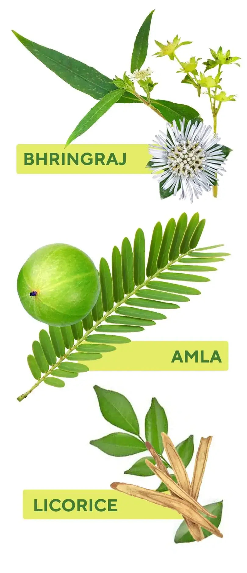 image of Bhringraj, Amla, and Licorice.