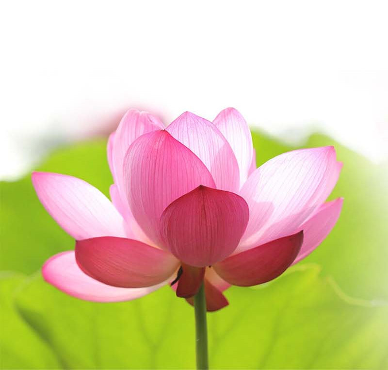 Lotus Ingredient image