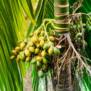 Areca But Palm Ingredient image