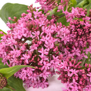 Indian Valerian Ingredient image