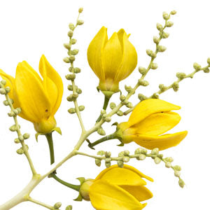 Ylang-Ylang Essential oil Ingredient image