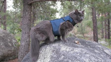 xs cat harness