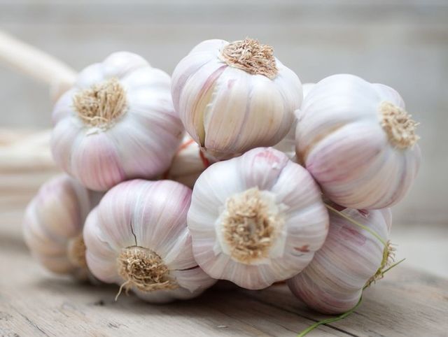 garlic