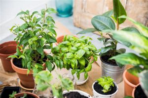 indoor plants