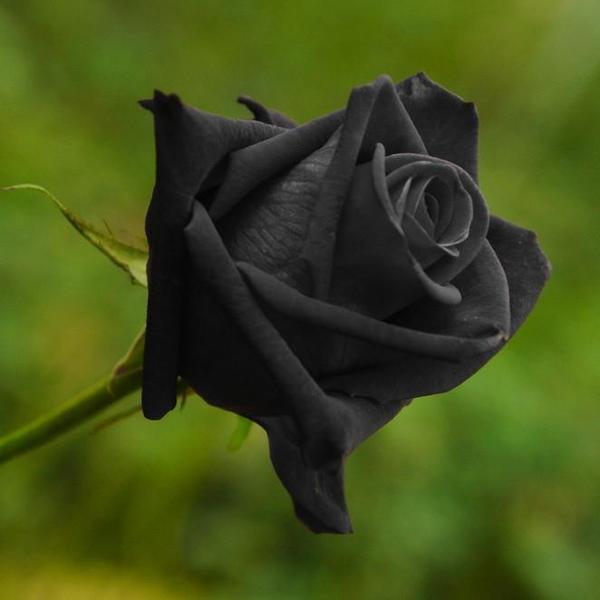 50 Pieces Rare Black Variety Color Rose Flower Seeds – The Official ...