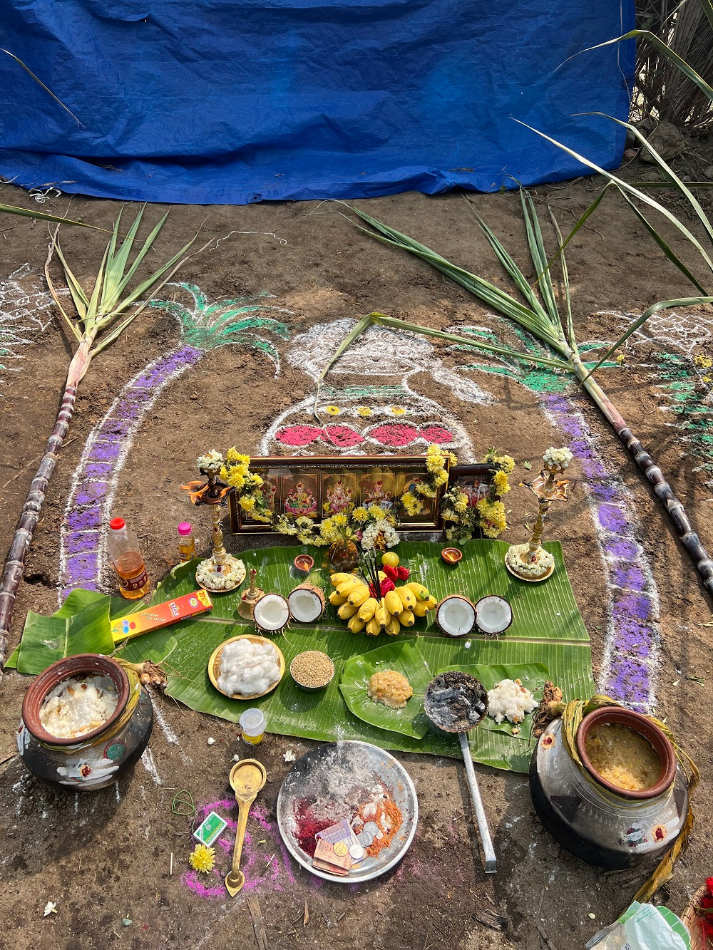Pongal Festival at Oshadi