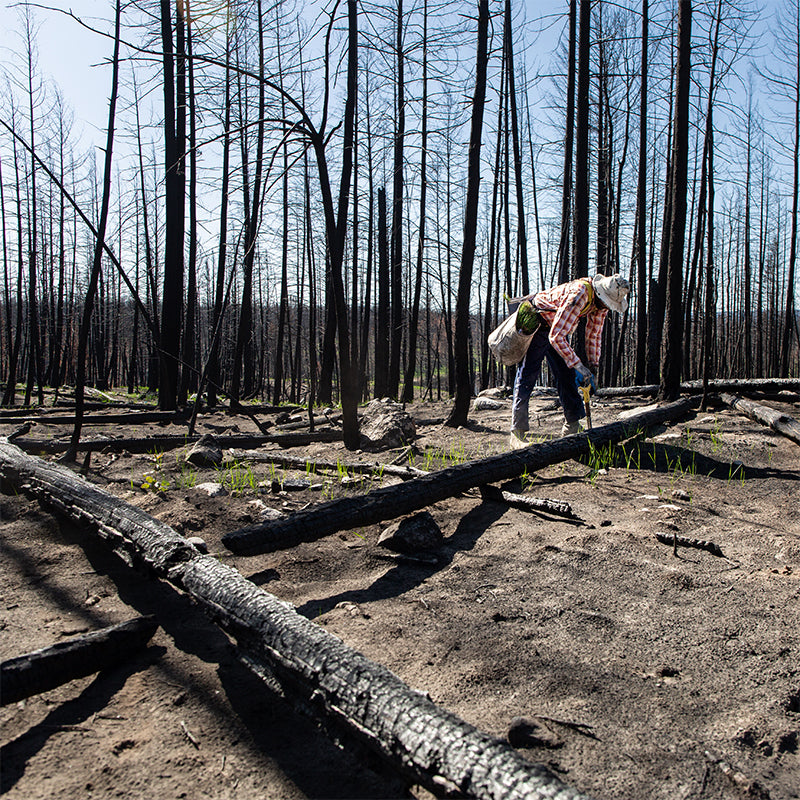 Tree Planting in BC