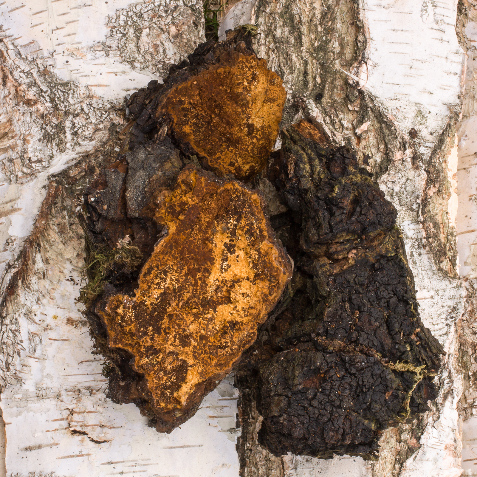 Chaga