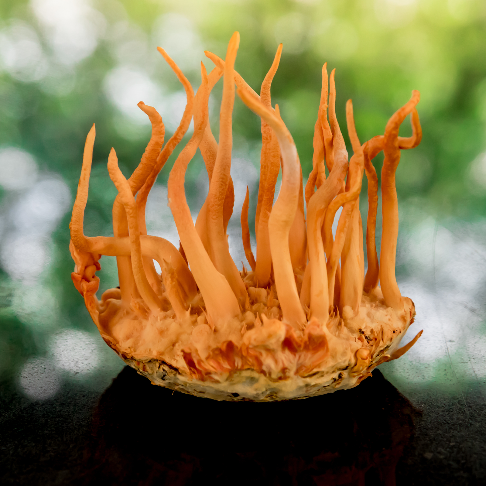 Cordyceps