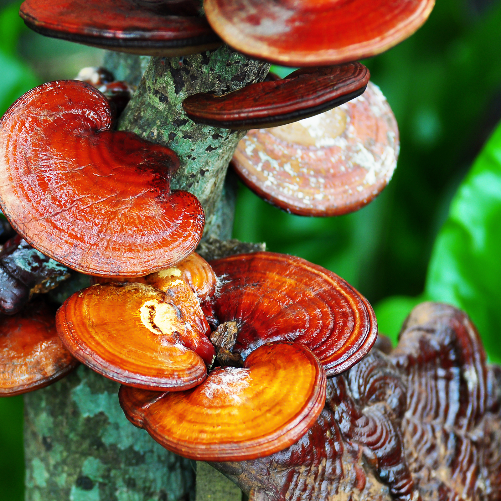 Reishi