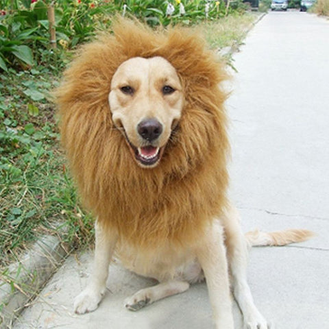 Lion Mane Costume for Dogs – Go Bazaaro