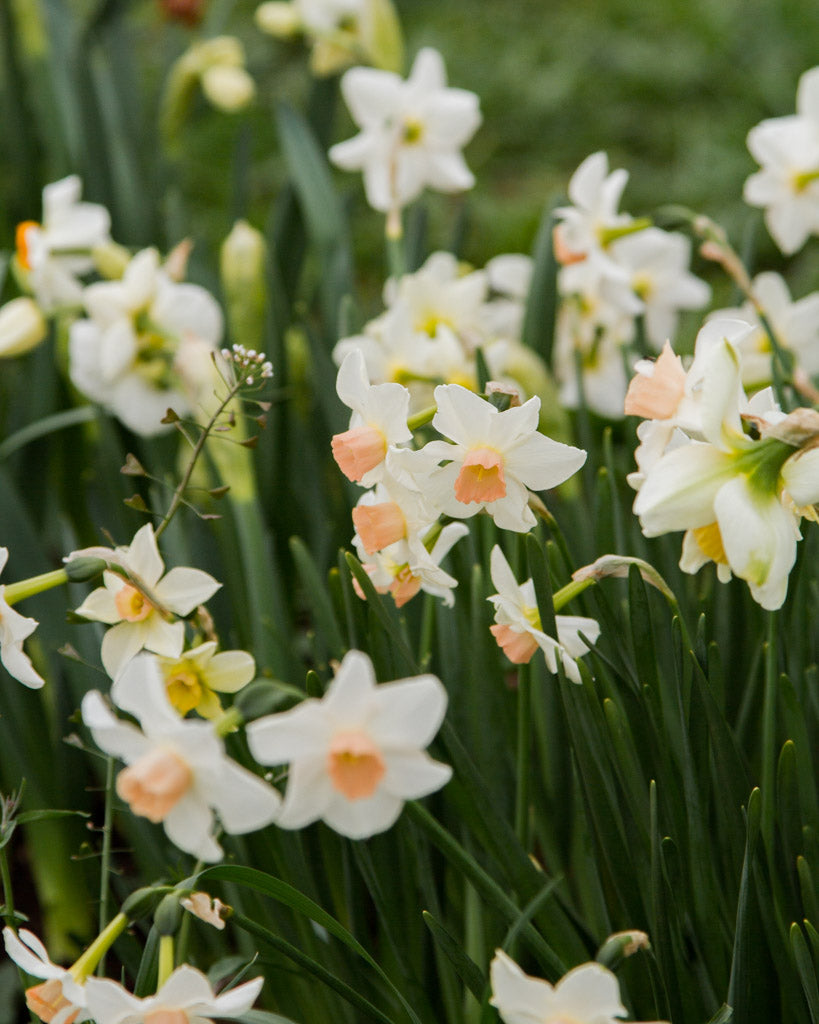 Bellsong Daffodils