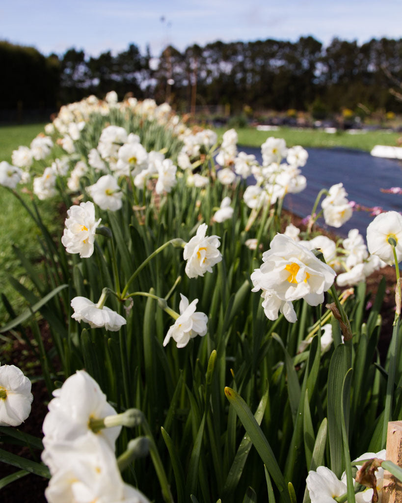 Daffodils in the Field