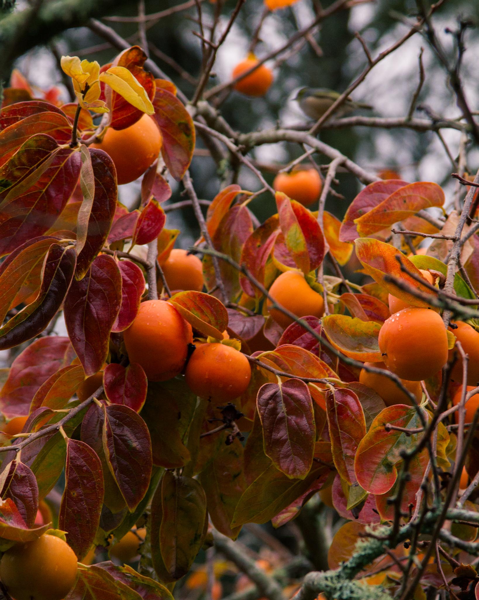 Persimmon