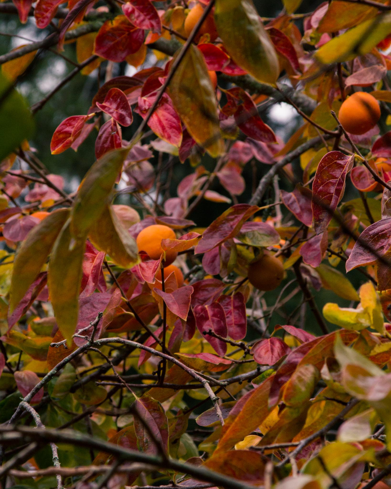 Persimmon