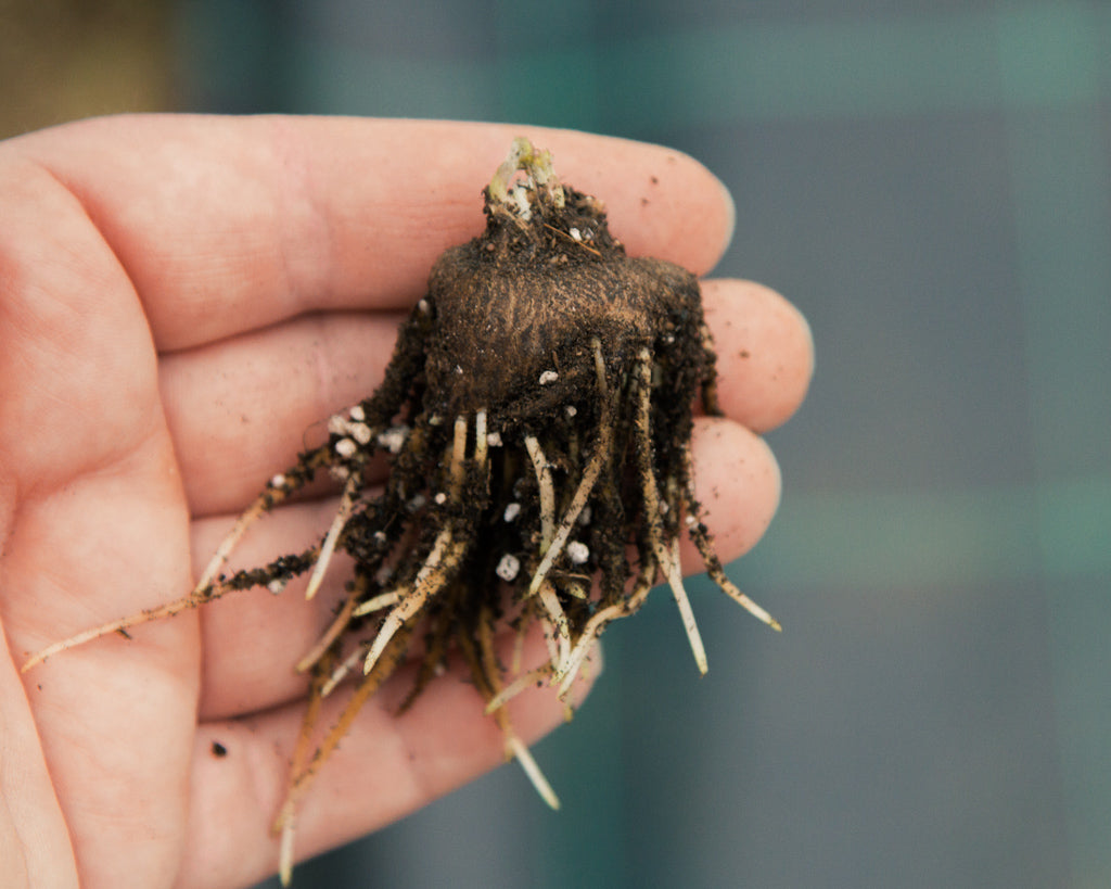 Pre-sprouted anemone - ready to plant