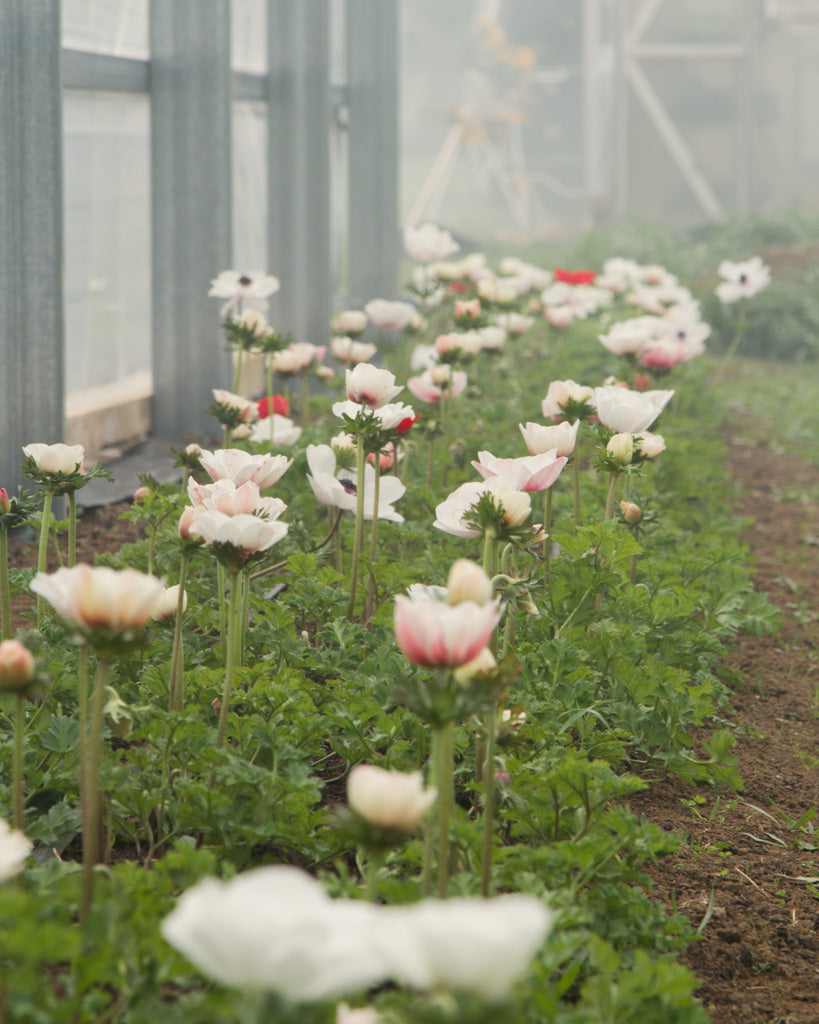 Full anemone flush