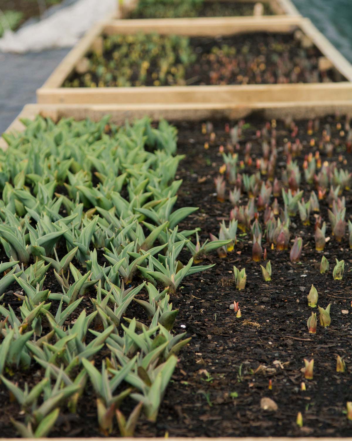 Tulips in Raised Beds