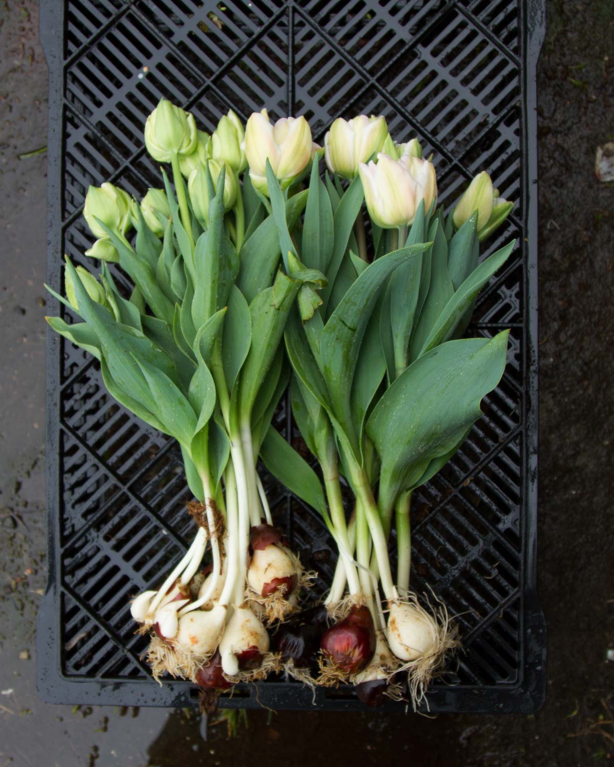 Harvesting Foxtrot Tulips with their bulbs on - for cut flowers