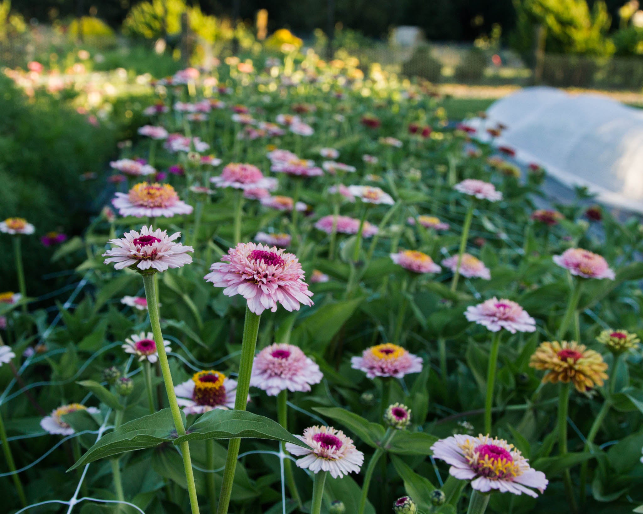 Zinderella Lilac Zinnias