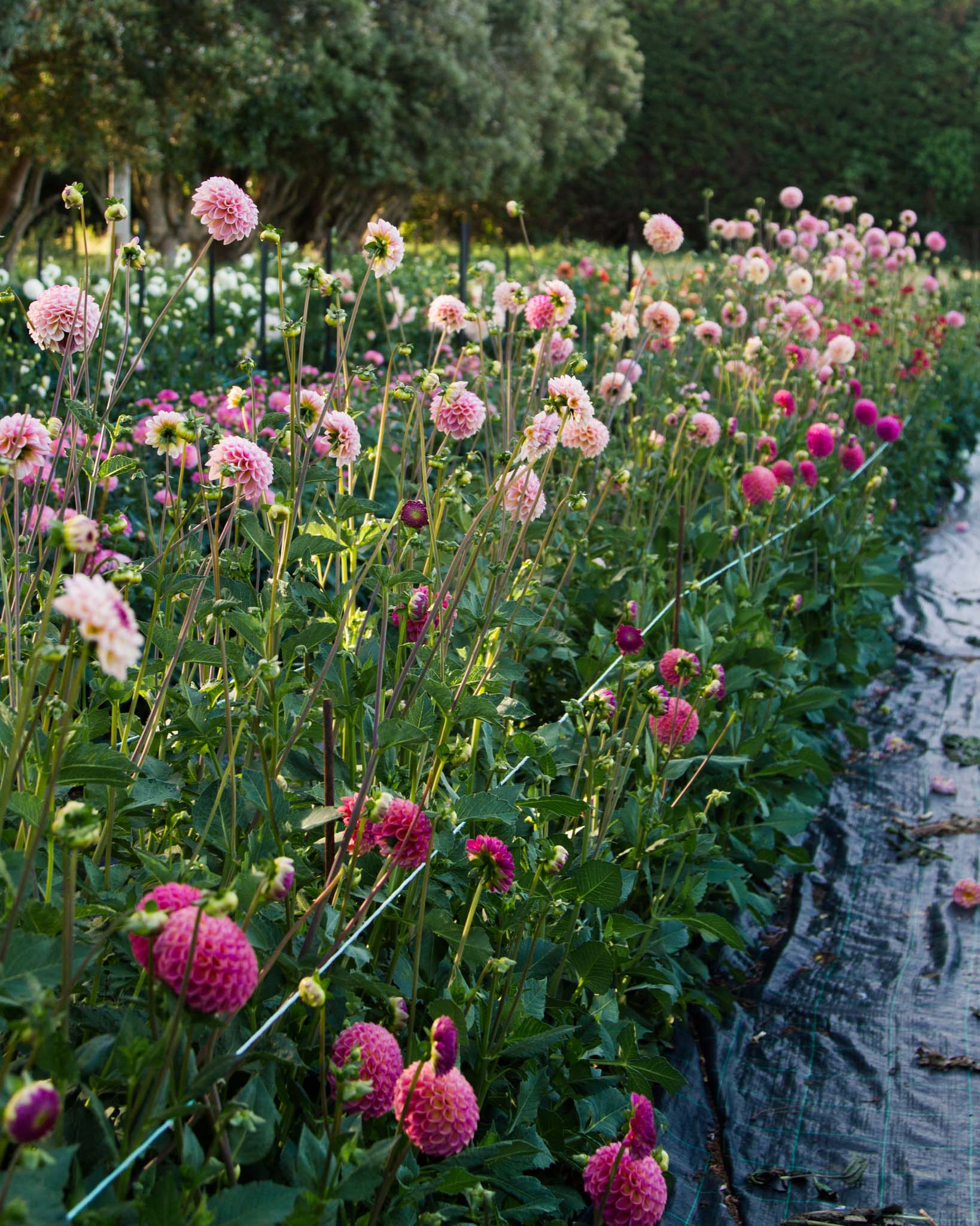 Dahlia Field