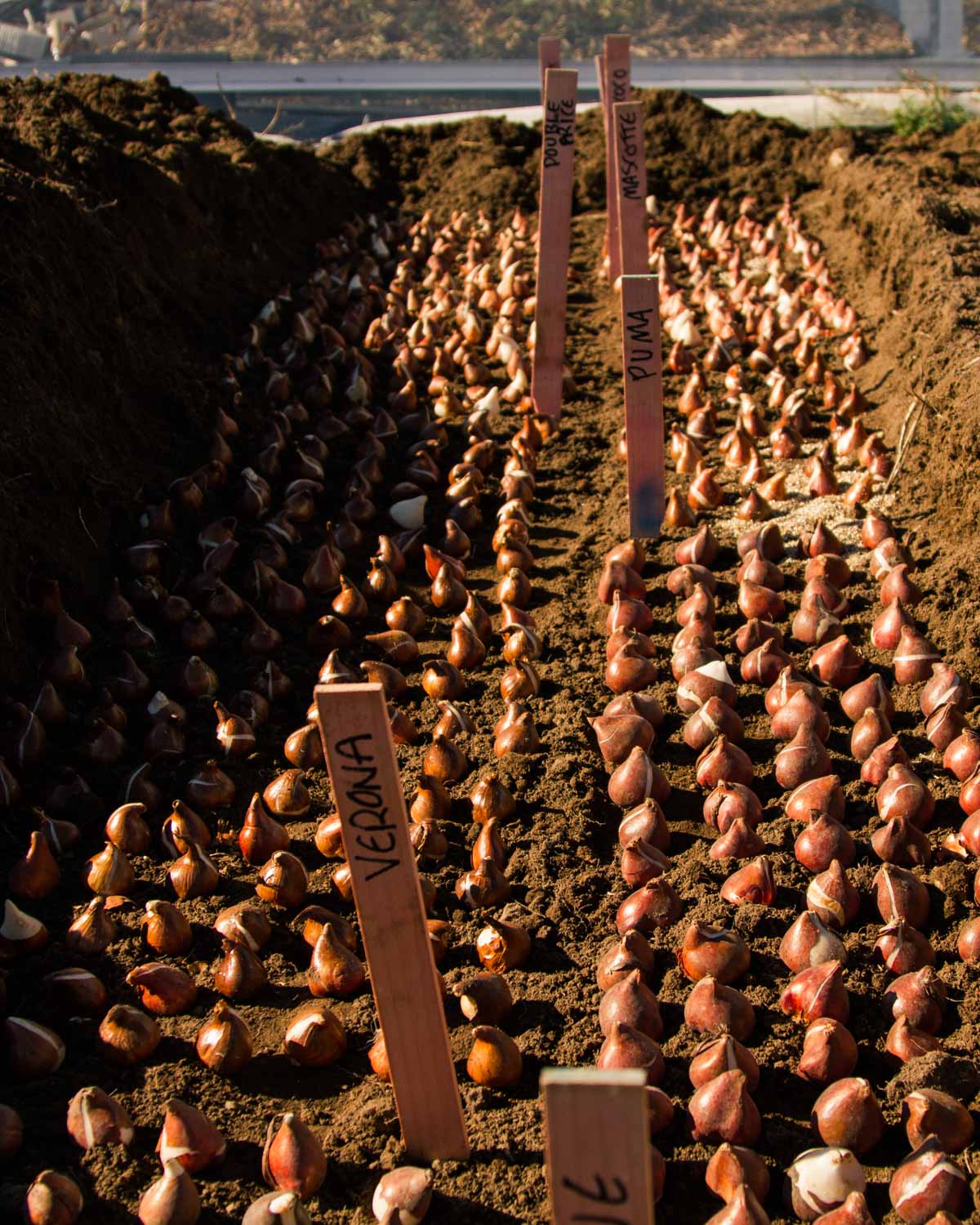 Planting Tulips in a trench